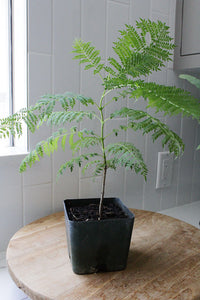 Jacaranda Tree Starter – Purple Flowering Tropical Plant for Garden