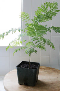 Jacaranda Tree Starter – Purple Flowering Tropical Plant for Garden