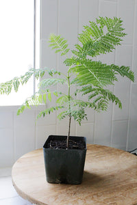 Jacaranda Tree Starter – Purple Flowering Tropical Plant for Garden