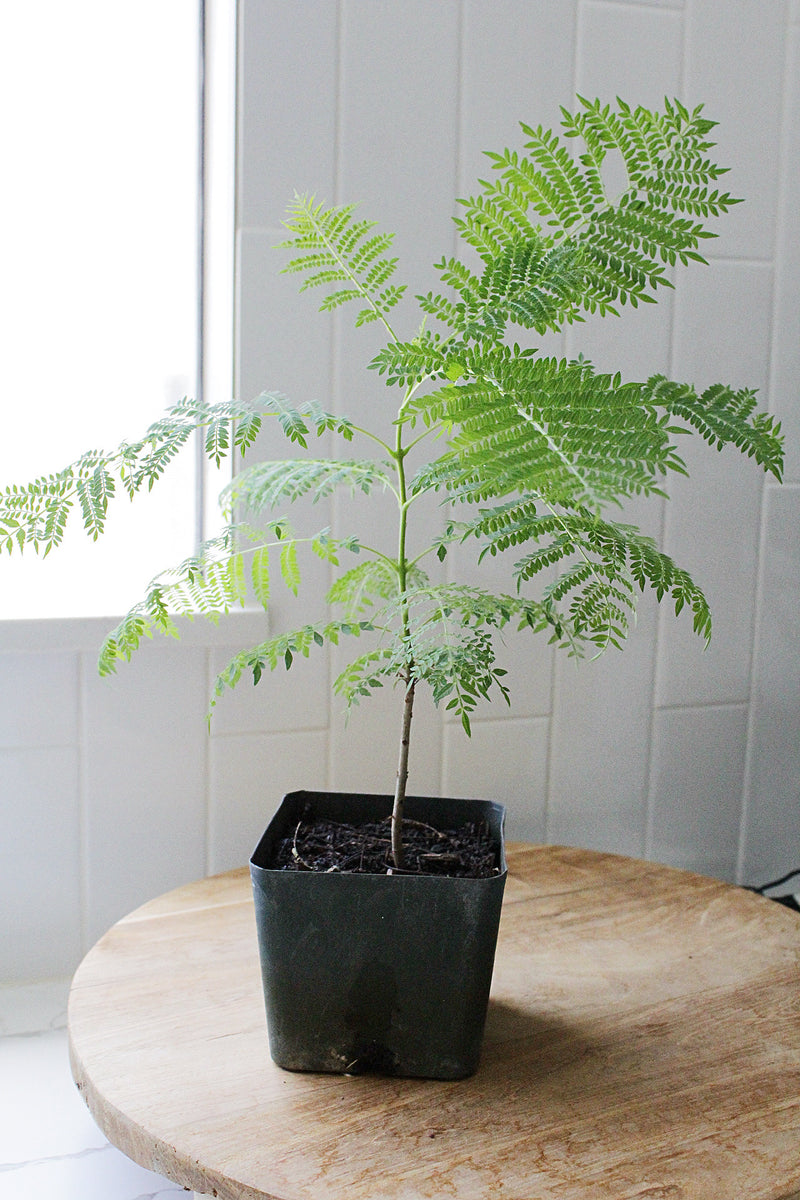 Jacaranda Tree Starter – Purple Flowering Tropical Plant for Garden