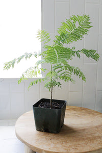 Jacaranda Tree Starter – Purple Flowering Tropical Plant for Garden