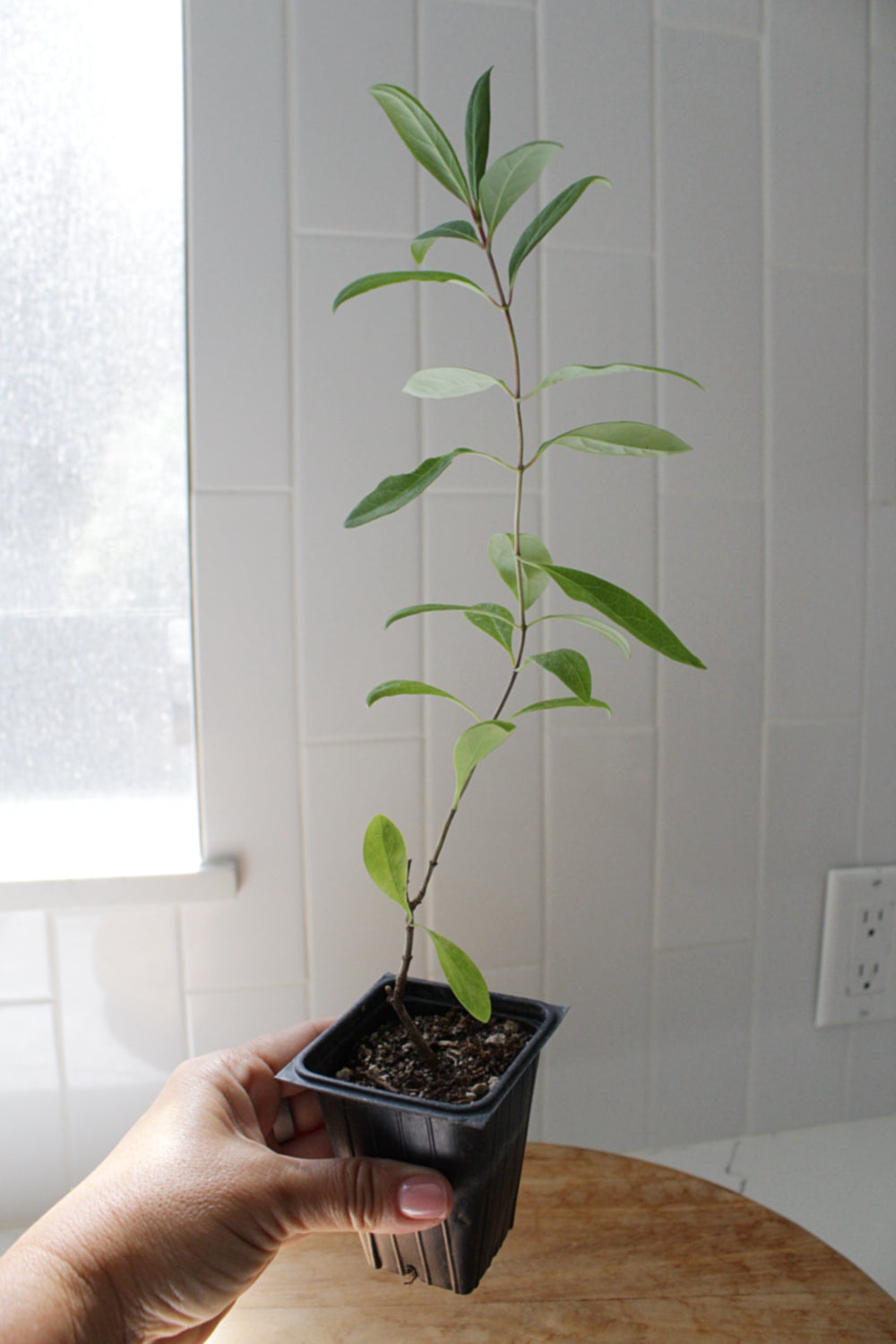 Gold Flame Honeysuckle – Flowering Climbing Vine Starter