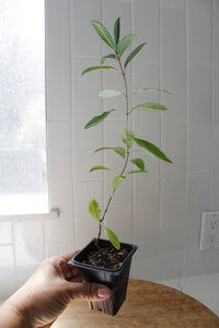 Gold Flame Honeysuckle – Flowering Climbing Vine Starter