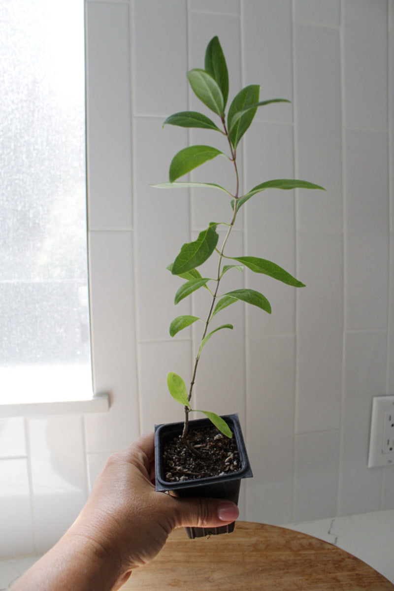 Gold Flame Honeysuckle – Flowering Climbing Vine Starter