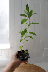 Gold Flame Honeysuckle – Flowering Climbing Vine Starter