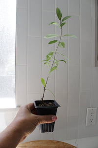 Gold Flame Honeysuckle – Flowering Climbing Vine Starter