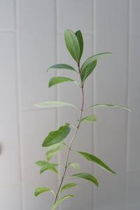Gold Flame Honeysuckle – Flowering Climbing Vine Starter