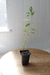 Gold Flame Honeysuckle – Flowering Climbing Vine Starter