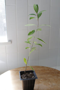 Gold Flame Honeysuckle – Flowering Climbing Vine Starter
