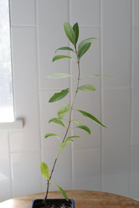 Gold Flame Honeysuckle – Flowering Climbing Vine Starter