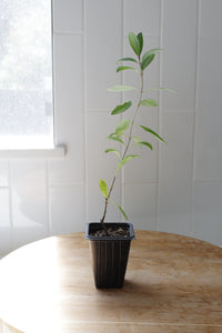 Gold Flame Honeysuckle – Flowering Climbing Vine Starter