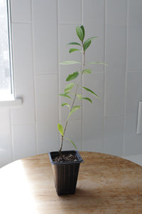 Gold Flame Honeysuckle – Flowering Climbing Vine Starter