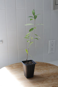 Gold Flame Honeysuckle – Flowering Climbing Vine Starter