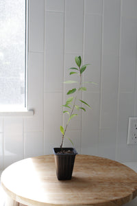 Gold Flame Honeysuckle – Flowering Climbing Vine Starter