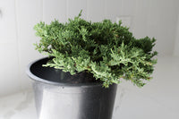 Green Mound Juniper – 1 Gallon Outdoor Bonsai Plant