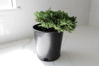 Green Mound Juniper – 1 Gallon Outdoor Bonsai Plant