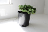 Green Mound Juniper – 1 Gallon Outdoor Bonsai Plant