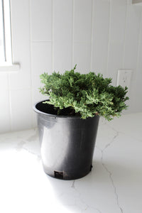 Green Mound Juniper – 1 Gallon Outdoor Bonsai Plant