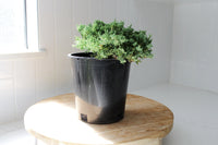 Green Mound Juniper – 1 Gallon Outdoor Bonsai Plant
