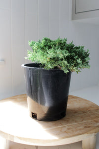 Green Mound Juniper – 1 Gallon Outdoor Bonsai Plant