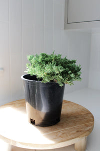 Green Mound Juniper – 1 Gallon Outdoor Bonsai Plant
