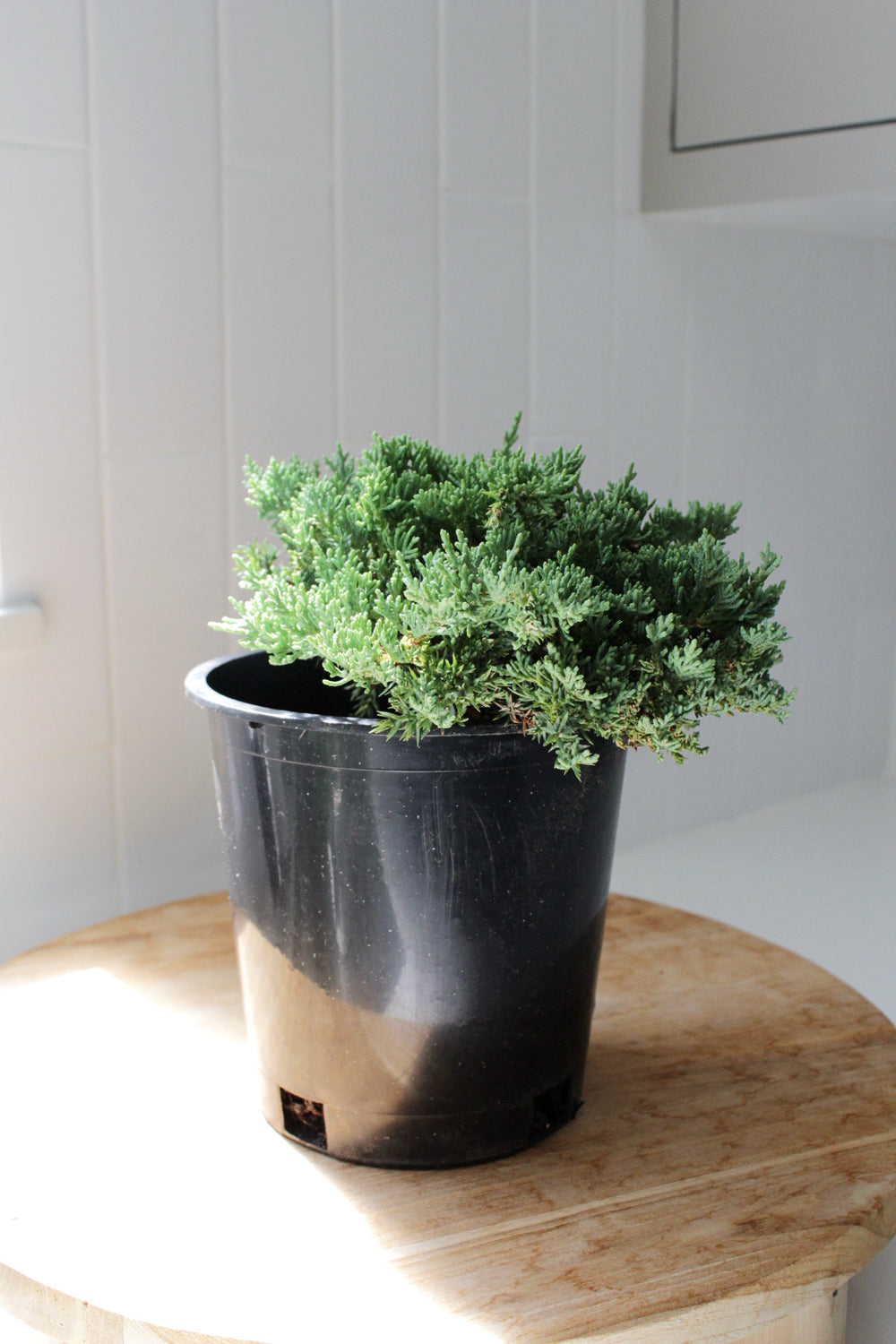 Green Mound Juniper – 1 Gallon Outdoor Bonsai Plant