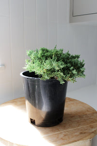 Green Mound Juniper – 1 Gallon Outdoor Bonsai Plant