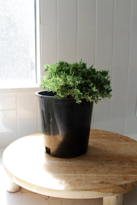 Green Mound Juniper – 1 Gallon Outdoor Bonsai Plant