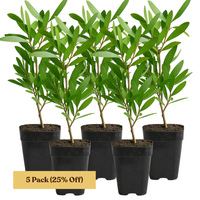 Purple Bottlebrush Starter Plant - Callistemon Citrinus