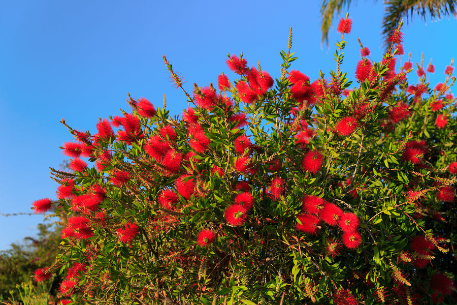 Weeping Red Bottlebrush – Callistemon 'Little John' Starter Plant for Outdoor Landscape & Pollinator Garden