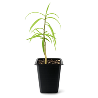 Australian Willow – Drought-Tolerant Bonsai Starter Tree