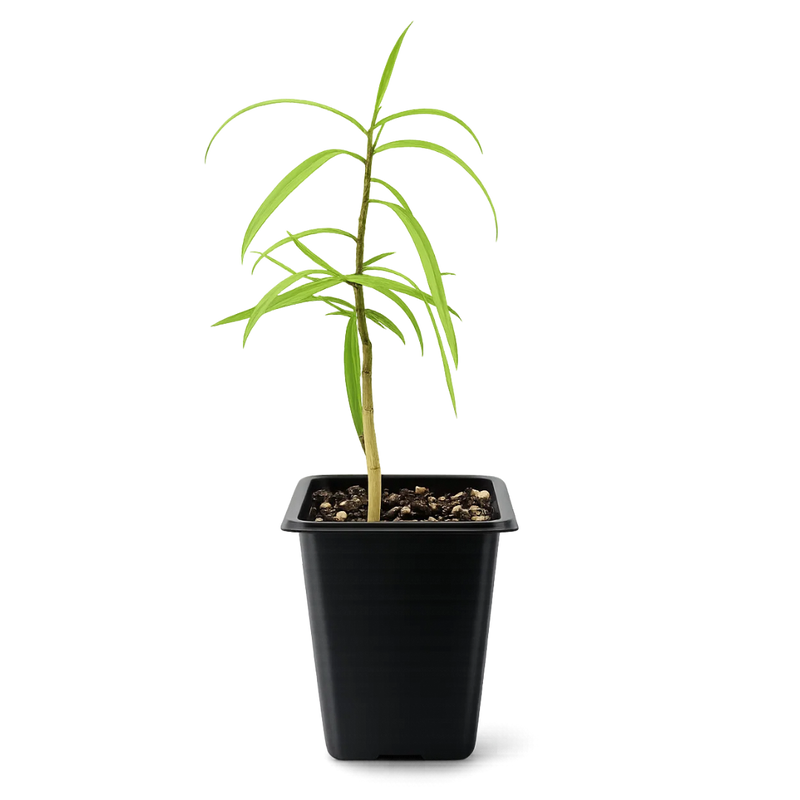 Australian Willow – Drought-Tolerant Bonsai Starter Tree