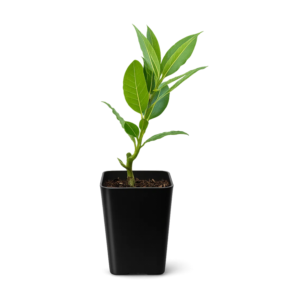Sweet Bay Laurel Plant – Culinary Herb Starter