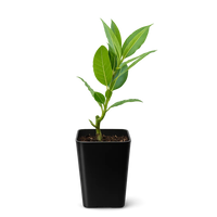 Sweet Bay Laurel Plant – Culinary Herb Starter