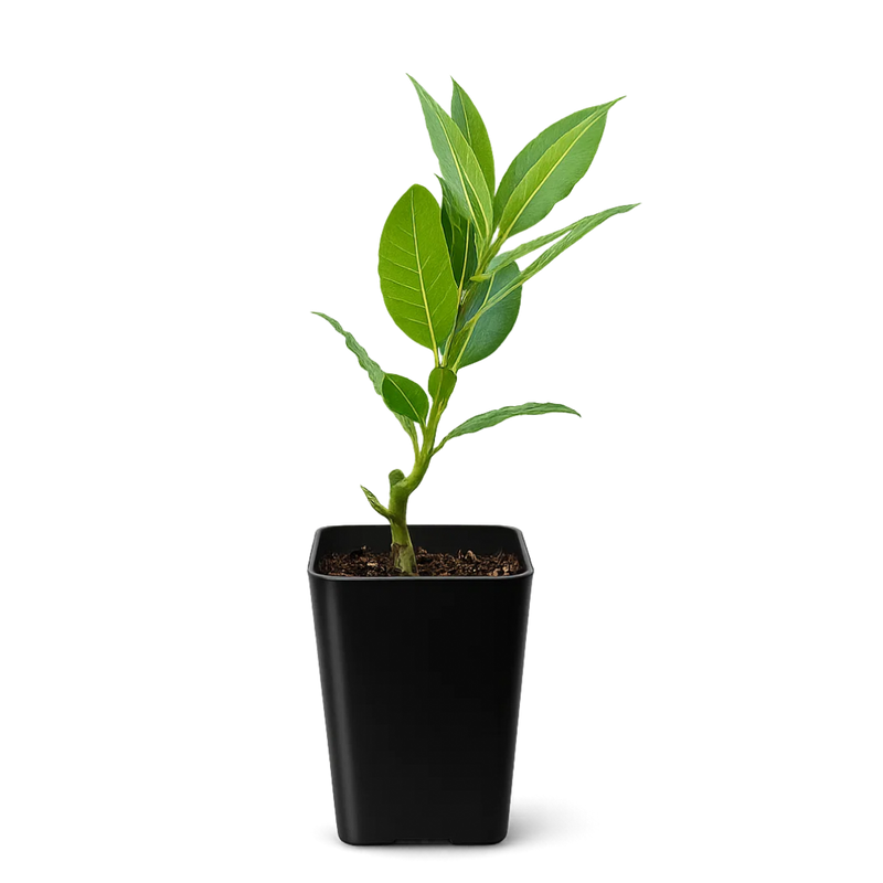Bay Laurel Plant – Culinary Herb Starter