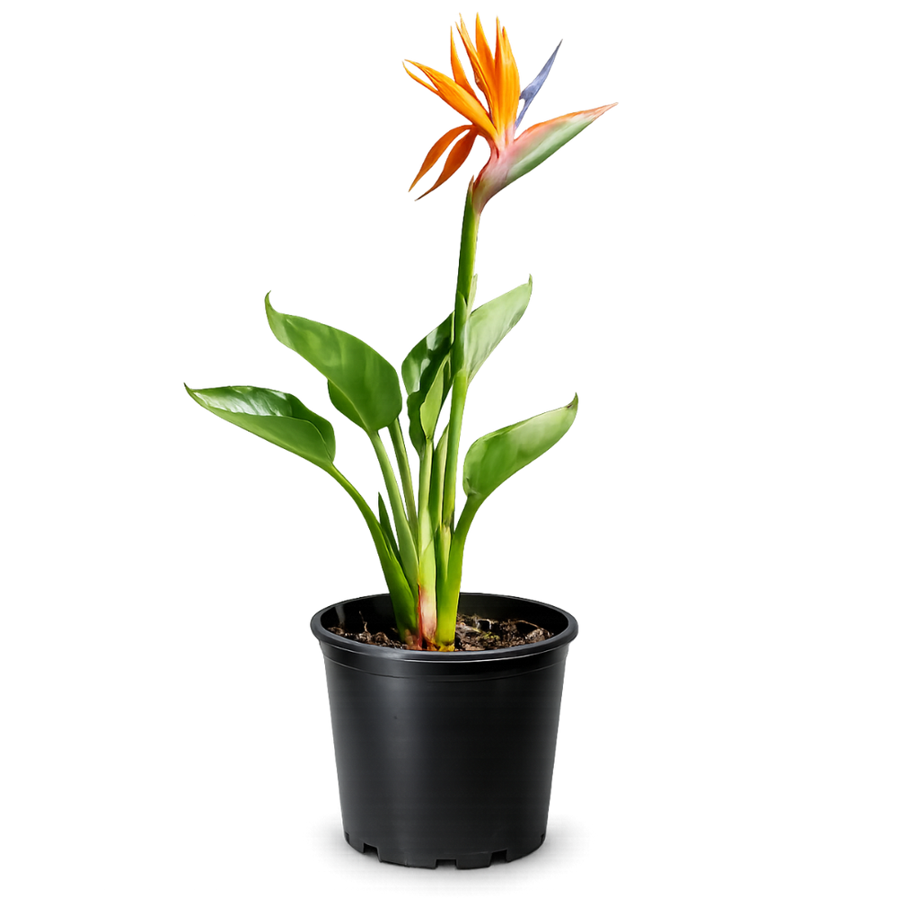 Bird of Paradise (Strelitzia Reginae) – Tropical Houseplant (1 Gallon)