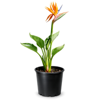 Bird of Paradise (Strelitzia Reginae) – Tropical Houseplant (1 Gallon)