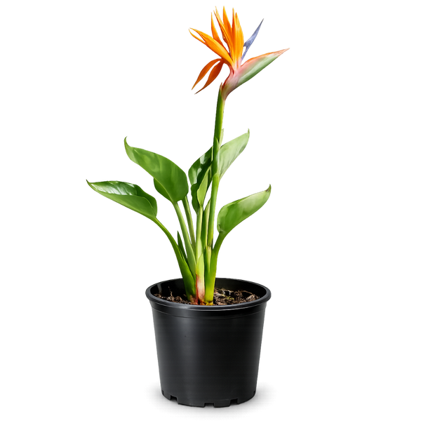 Bird of Paradise (Strelitzia Reginae) – Tropical Houseplant (1 Gallon)