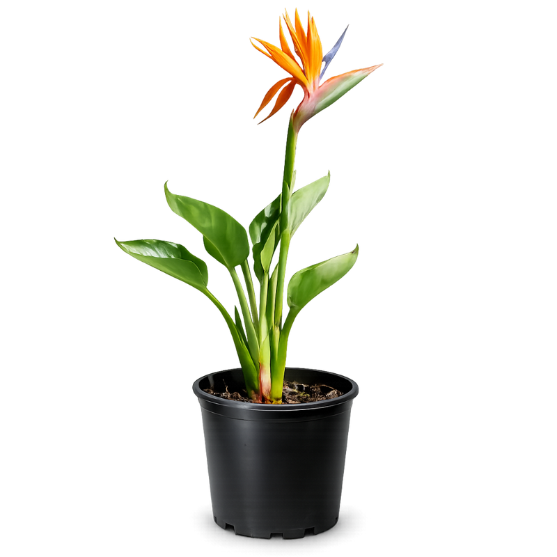 Bird of Paradise (Strelitzia Reginae) – Tropical Houseplant (1 Gallon)
