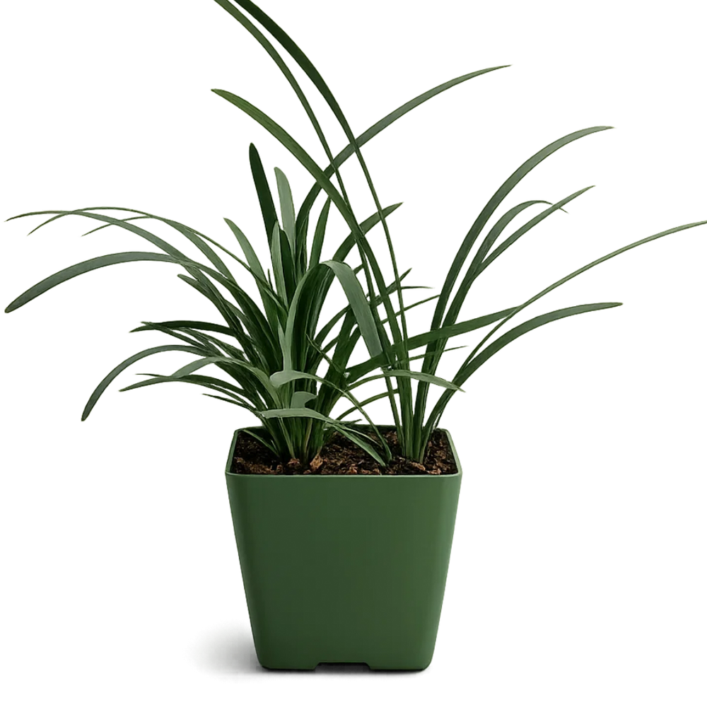 Dwarf Black Mondo Grass – Ornamental Evergreen Ground Cover
