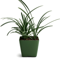 Dwarf Black Mondo Grass – Ornamental Evergreen Ground Cover