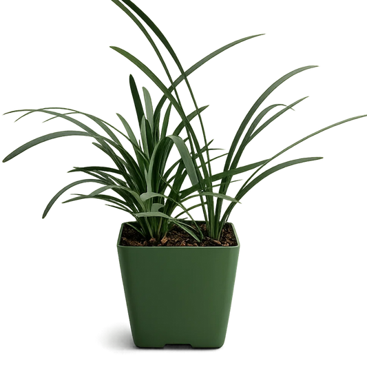 Black Mondo Grass - Monkey Grass in 2" Pot for Fairy Gardens