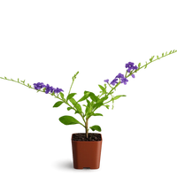 Blue Flower Sapphire Showers Duranta Repens – Shrub for Garden