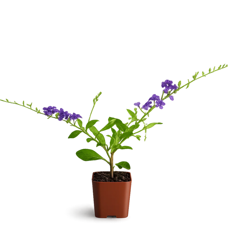 Blue Flower Sapphire Showers Duranta Repens – Shrub for Garden