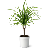 Dracaena Lemon Lime Dragon Tree – Easy Care Indoor Plant