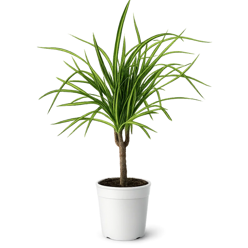Dracaena Lemon Lime Dragon Tree – Easy Care Indoor Plant