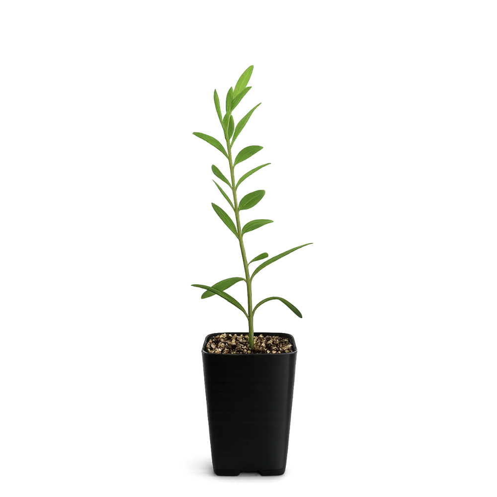 Dwarf Olive Tree – ‘Little Ollie’ Starter Bonsai Plant