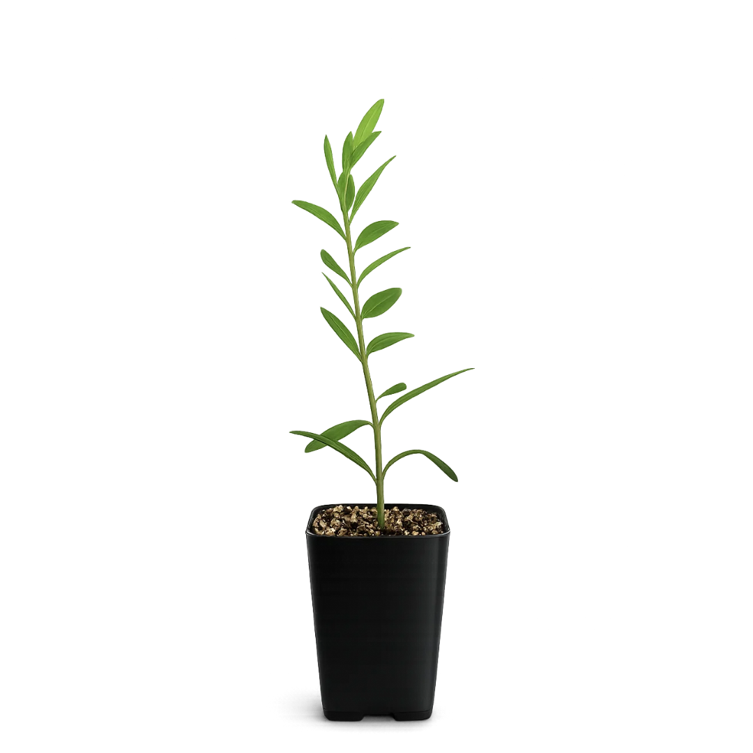 Dwarf Olive Tree – ‘Little Ollie’ Starter Bonsai Plant