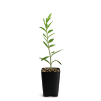 Dwarf Olive Tree – ‘Little Ollie’ Starter Bonsai Plant