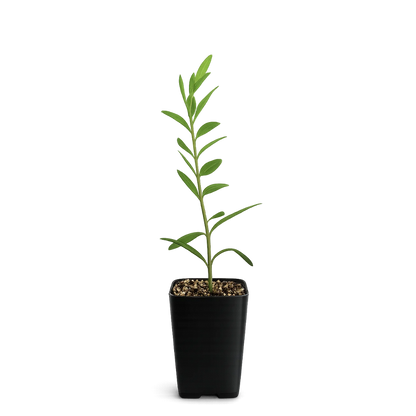 Dwarf Olive Tree – ‘Little Ollie’ Starter Bonsai Plant